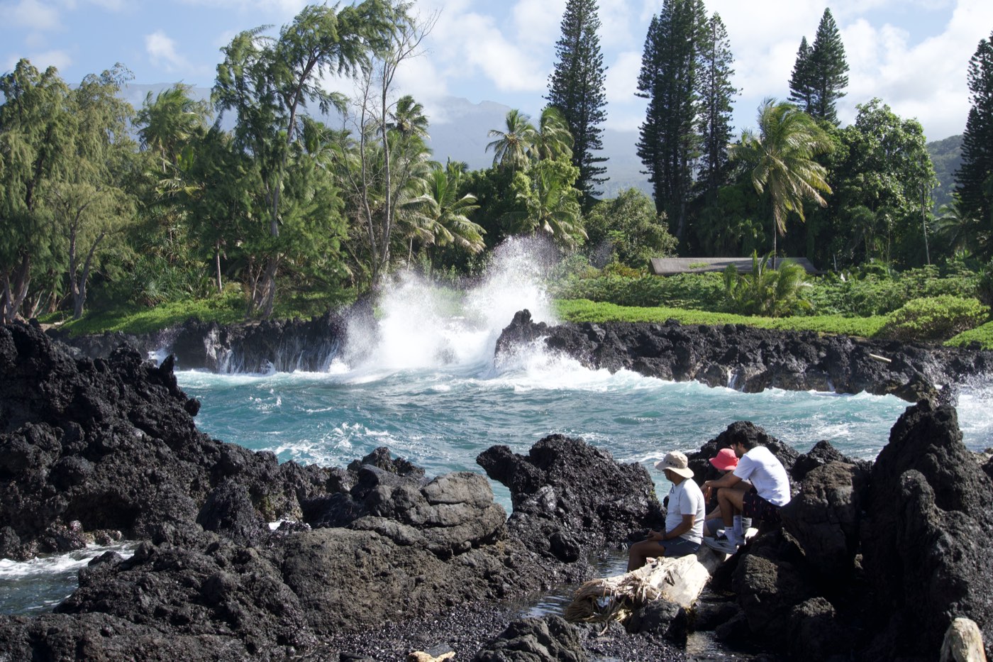 A wave breaking over black lava rock in front of palms and Norfolk pines on the Maui coast