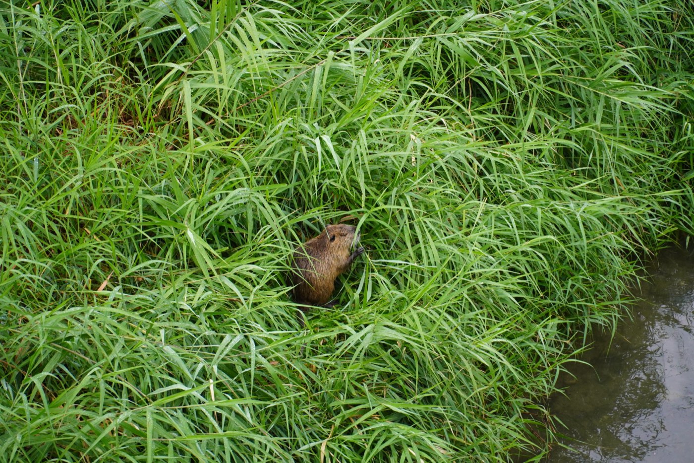 A nutria peering out from dense green riverside grass beside still water
